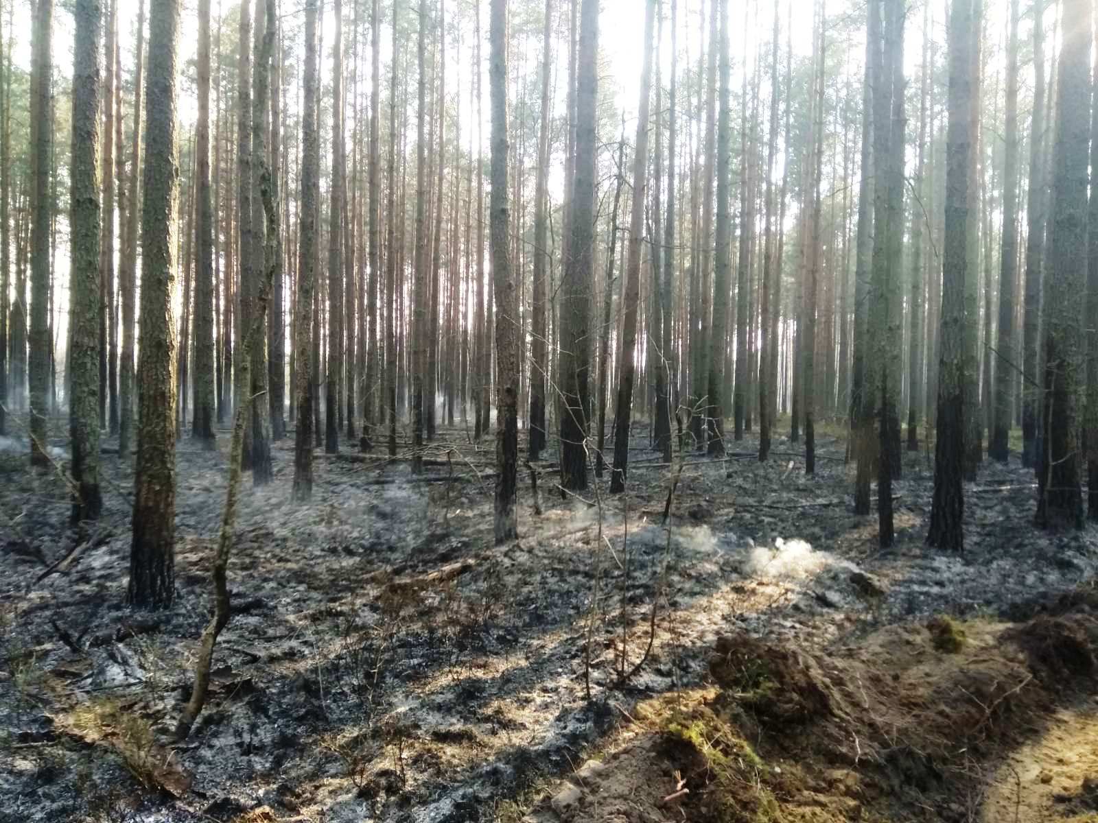 Фото пожар Дзержинск Слобода 2